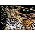 062529-zdrapka-obraz-zdrapywanka-gepard.jpg