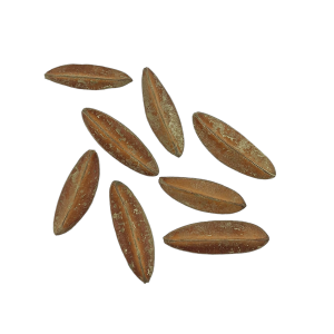 Susz dekoracyjny naturalny STRĄKI TRIANGLE BEAN 8szt /28712