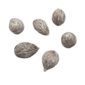 Owoce SUSZ - MINTOLA BALL MINI bielone - 6szt /27601