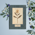 1515_1539423_preview.png