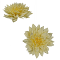 DALIA 2.png