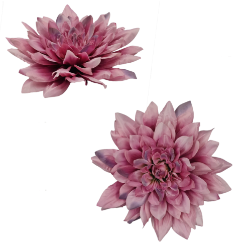 DALIA 4.png