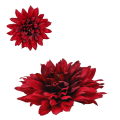 DALIA-4280.png