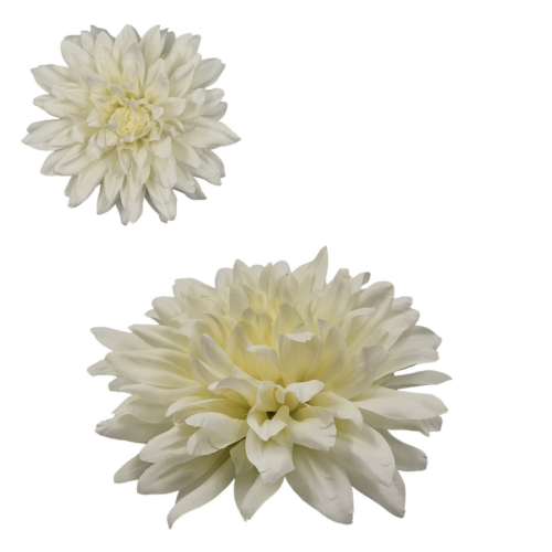DALIA-2280.png