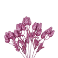 r.png