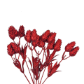 cz.png