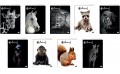 zeszyt-a5-60k-w-linie-okladka-miekka-animals.jpg