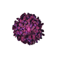 chryzantema bordowa 1.png