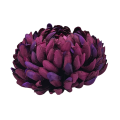 chryzantema bordowa 2.png