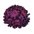 chryzantema bordowa 3.png