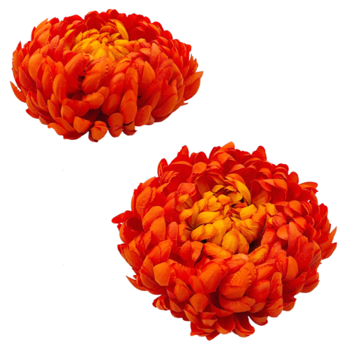 pomarańczowa-6.png