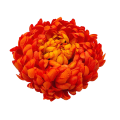 chryzantema pomarańczowa 3.png