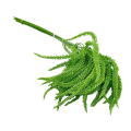 04224-J.png
