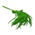 04224-C.png
