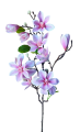 30978-magnolia-rf.png