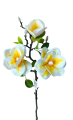 72555-magnolia-bż.png
