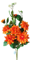 66326-dalia-p.png