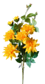 66326-dalia-ż.png