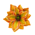 magnolia-piankowa-główka-14-cm-pomarańczowo-zielona..png