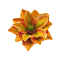 magnolia-piankowa-główka-14-cm-pomarańczowo-zielona....png