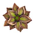 magnolia-piankowa-główka-14-cm-brązowo-zielona..png
