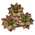 magnolia-piankowa-główka-14-cm-brązowo-zielona...png