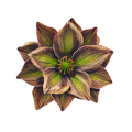 magnolia-piankowa-główka-14-cm-brązowo-zielona....png
