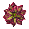 magnolia-piankowa-główka-14-cm-bordowo-zielona..png