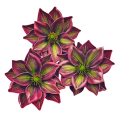 magnolia-piankowa-główka-14-cm-bordowo-zielona...png