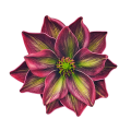 magnolia-piankowa-główka-14-cm-bordowo-zielona....png