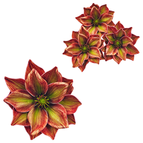 magnolia-piankowa-główka-14-cm-rudo-zielona.png