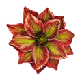 magnolia-piankowa-główka-14-cm-rudo-zielona..png