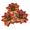 magnolia-piankowa-główka-14-cm-rudo-zielona...png