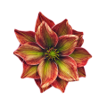magnolia-piankowa-główka-14-cm-rudo-zielona....png