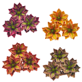 magnolia piankowa cieniowana mix.png