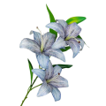 lilia-1a.png