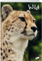 el-m6-032-ka5-zeszyt-w-kratke-a5.2_f.png