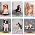 32-Sweet-Pets.jpg