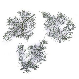 Gałązki TUJI 13cm 3szt - bielone /6025