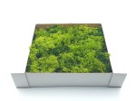 Mech naturalny CHROBOTEK 180g /21345