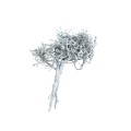 DRY-TREE.jpg