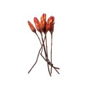 PROTEA-REPENS-RED.jpg