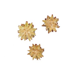 Kwiaty SUSZ - PLUMOSUM LOOSE - 3szt /15565