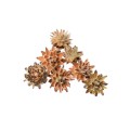 LEUCOSPERNUM-PLUMOSUM.jpg