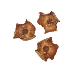 Kwiaty SUSZ - PALM CUP - 2szt /14454