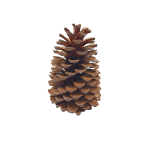 Szyszka naturalna PINUS MARITIMA 1szt /01010